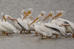 Pelicans, Briefly.