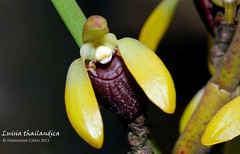Luisia thailandica (Orchidaceae)