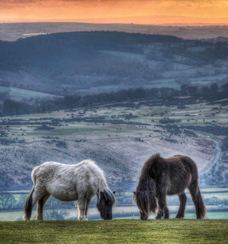 Dartmoor ponies, Dartmoor. Credit Baz Richardson, flickr