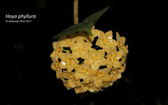 Hoya phyllura (Apocynaceae)