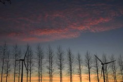 Sunset through the poplars, with wind turbines