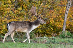 Fallow Deer in Autumn - Knole Park, Sevenoaks, Kent.