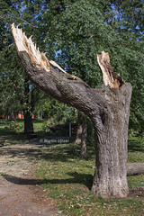 2017-08-26 - Après la tempête/After the storm - Parc NDG, Montréal, QC