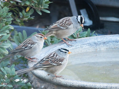 Birds in Birdbaths