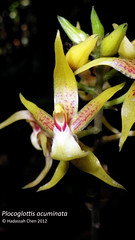 Plocoglottis acuminata (Orchidaceae)
