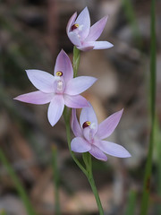Australian Orchids