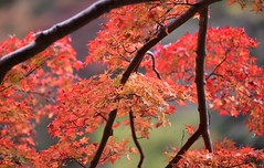 Autumn in Kyoto 2017