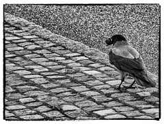 Streets free birds