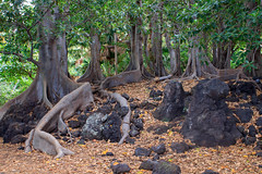 Hawaii Trees