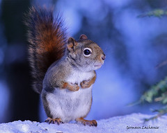 Écureuil roux (Red Squirrel)