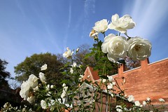De witte rozen van de Leuvense Kruidtuin (01/11/2017)