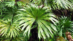Dipteris conjugata (Dipteridaceae)