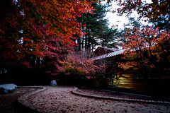 1061201-02 這個時節就要拍這個：福壽山、武陵楓紅、鼠尾草、落羽松還有銀杏