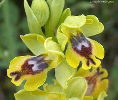 Cyprus Orchids