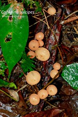 Cookeina sulcipes (Sarcoscyphaceae)