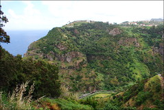 WHL-934 Bosque de laurisilva de Madeira