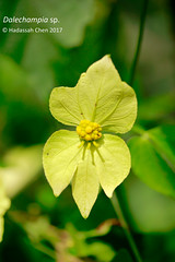 Dalechampia species (Euphorbiaceae)