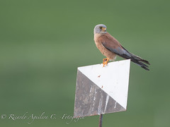 CERNÍCALO PRIMILLA (Falco naumanni) 