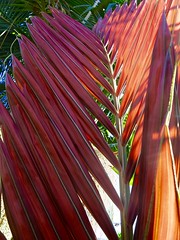 San Diego Area Palms