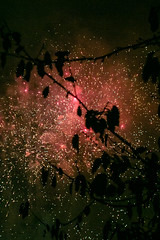 Fireworks 2017 Chiswick