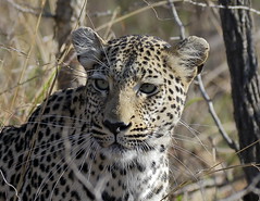 South African fauna - Fauna de Sudáfrica