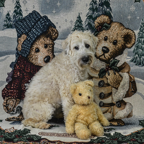 Teddybear Christmas