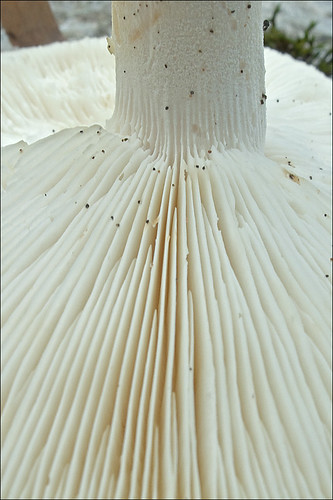Лейкопаксиллус горечавковый (Leucopaxillus gentianeus). Автор: Amadej Trnkoczy (Slovenija)