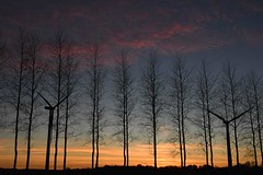 Sunset through the poplars, with wind turbines