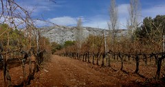 Vignoble de la Montagne Sainte Victoire