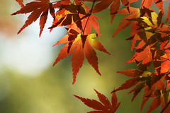 Japanese maple leaves 2