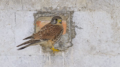 Peneireiro-vulgar (Falco tinnunculus)