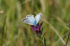 Butterflies/Moths - England