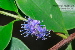 Memecylon pauciflorum (Memecyclaceae)