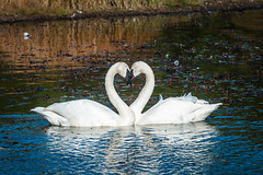 Swans of Magness Lake - Heber Springs, Arkansas & Hiram Road Ponds - Wilburn, Arkansas