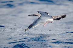 Pelagic Birds - Northern Hemisphere