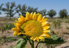 Flower Farm in La Mesa, New Mexico (2017)