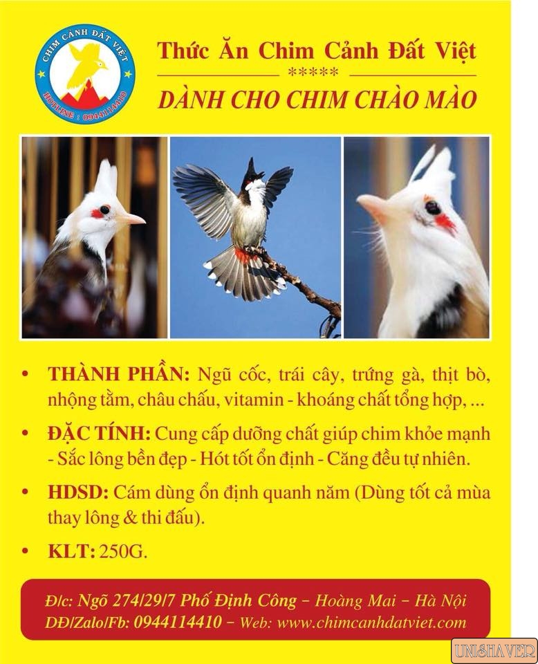 12 loài chim cảnh phổ biến nhất Việt Nam - ALONGWALKER
