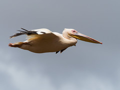 2017 Lac Manyara, oiseaux