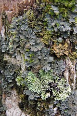 Bryophytes and Lichens of Mount Kinabalu