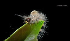 Lymantridae (Tussock moth) caterpillars