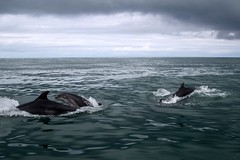 Dolphin survey trip Nov 2017
