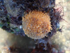 Porifera /  - éponges et spongiaires ( 10 espèces)