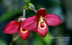 Phragmepedium 'La Hougette' (Orchidaceae)