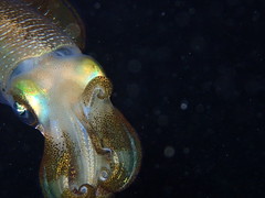 Cephalopoda - Kopffüsser