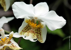 Phalaenopsis stuartiana (Orchidaceae)