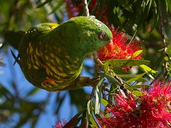 scaly breasted lorikeets