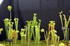 Plants and Flowers - Devon County Show - May 2017