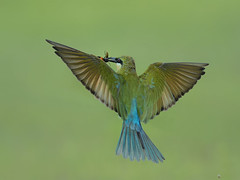 Bee-eater - 06