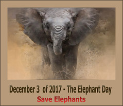 Save Elephants - The Elephant Day Campaign - December 3 of 2017
