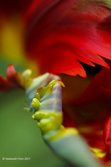 Parrot Tulip Series